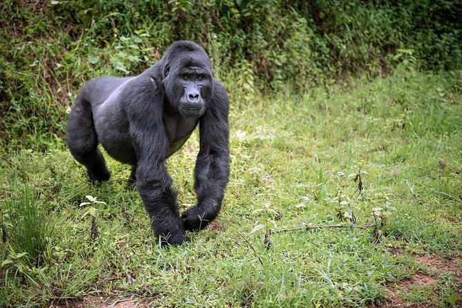 3-Day Gorilla Trekking Bunyonyi Mist Relaxation Safari - Day three: a slower morning at Lake Bunyonyi