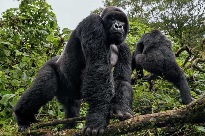 3-Day Gorilla Trekking Bunyonyi Mist Relaxation Safari - Who will enjoy this trip most