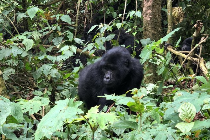 3 Day Gorilla Trekking Luxury Safari in Uganda - Why this three-day gorilla safari works