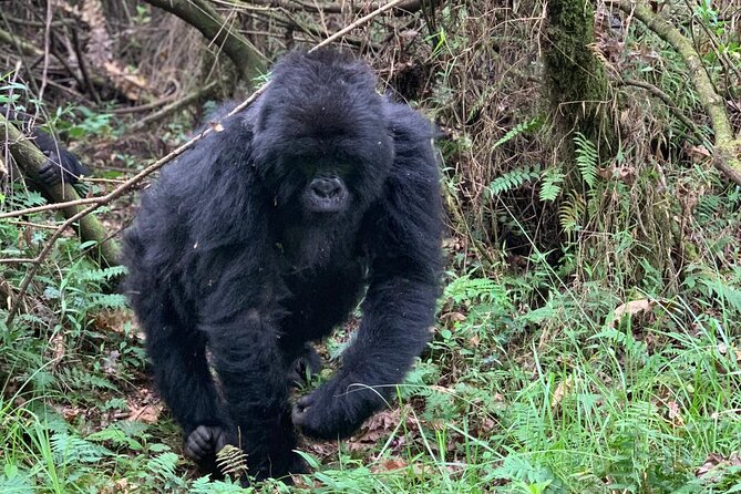 3 Day Gorilla Trekking Luxury Safari in Uganda - What the $3,765 price really covers