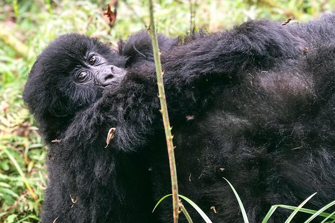 3 Day Gorilla Trekking Luxury Safari in Uganda - Fitness, timing, and what to confirm