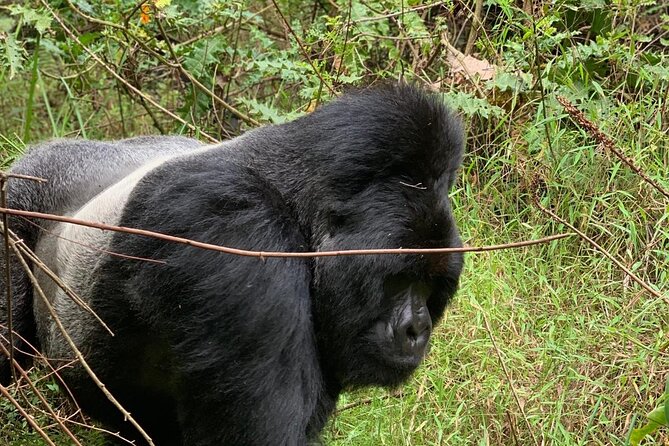 3 Day Gorilla Trekking Luxury Safari in Uganda - Day one: from Entebbe to the Bwindi forest