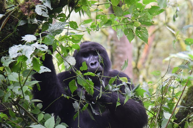 3-Day Gorilla Trekking safari in Bwindi Impenetrable Forest - Why this three-day Uganda trip works