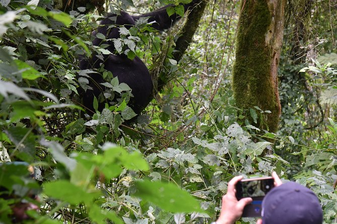 3-Day Gorilla Trekking safari in Bwindi Impenetrable Forest - Bwindi forest: expect a serious but unforgettable hike