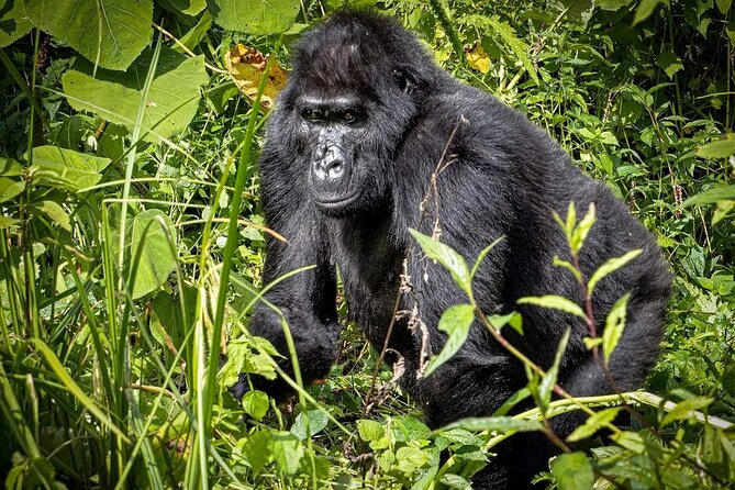3-Day Gorilla Trekking safari in Bwindi Impenetrable Forest - Lake Bunyonyi brings a quieter second evening