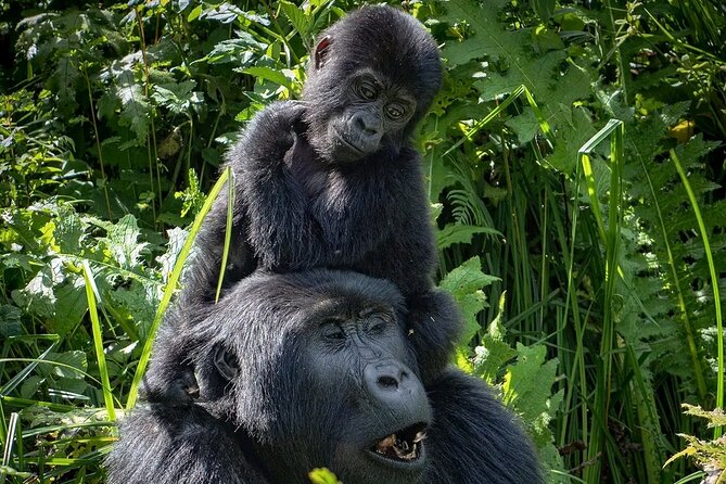 3-Day Gorilla Trekking safari in Bwindi Impenetrable Forest - Day three: the return to Entebbe