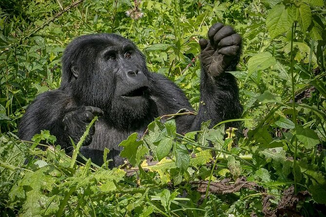 3-Day Gorilla Trekking safari in Bwindi Impenetrable Forest - Guides, vehicles, and the level of personal service
