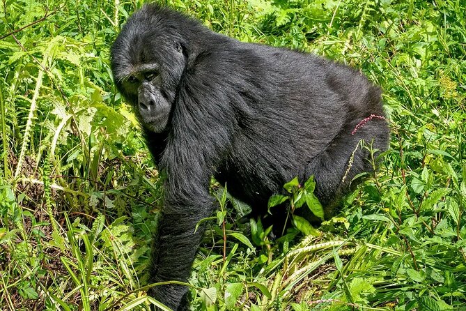 3-Day Gorilla Trekking safari in Bwindi Impenetrable Forest - Who should book this Bwindi safari?