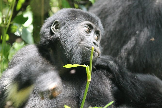 3-Day Gorillas trekking and Batwa Experience - Day 1: the long road from Kampala to Bwindi