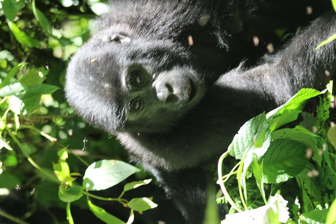 3-Day Gorillas trekking and Batwa Experience - What the $1,600 price covers