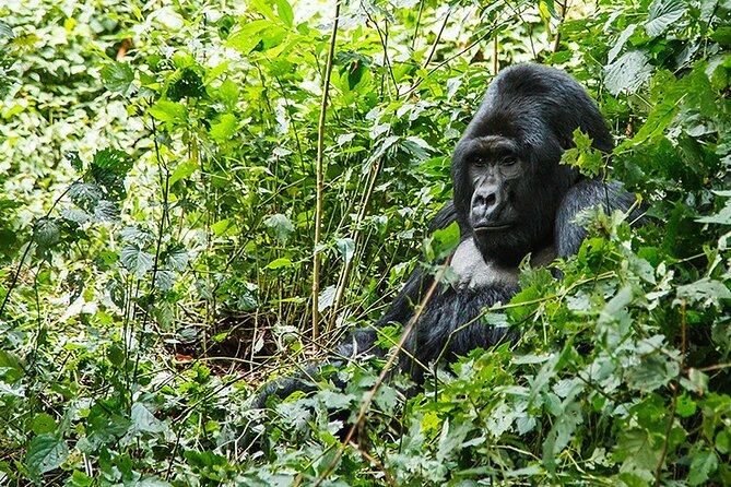 3-Day Gorillas trekking and Batwa Experience - Private transport and the guide make a difference