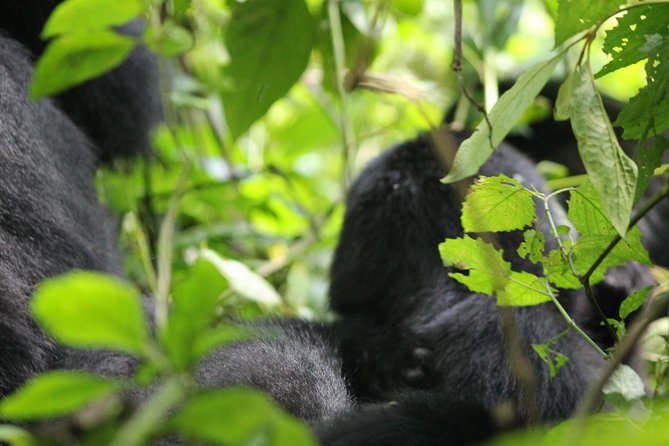 3-Day Gorillas trekking and Batwa Experience - Food, lodging, and comfort on the road