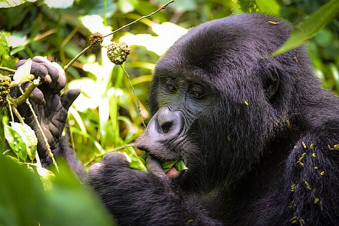 3-Day Gorillas trekking and Batwa Experience - The Batwa and village element needs clarification