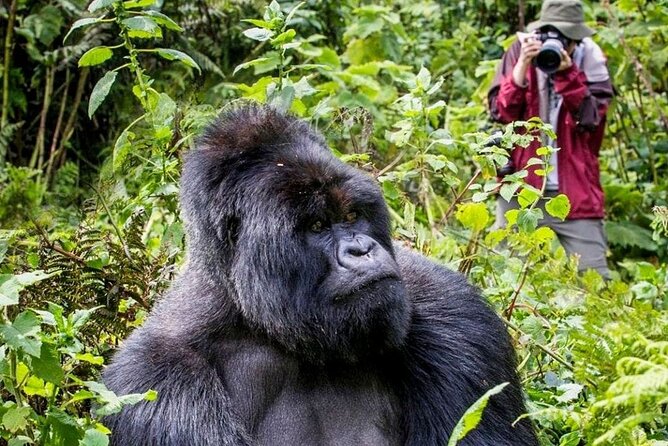 3-Day Private Guided Gorilla Trekking In Uganda - Key points before you book