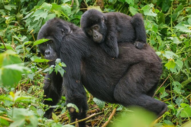3-Day Private Guided Gorilla Trekking In Uganda - Why Bwindi makes this trip special