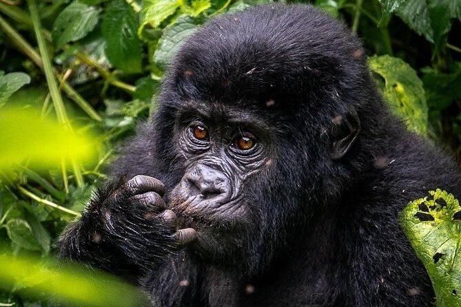 3-Day Private Guided Gorilla Trekking In Uganda - Day 2: Briefing, forest walking, and gorillas