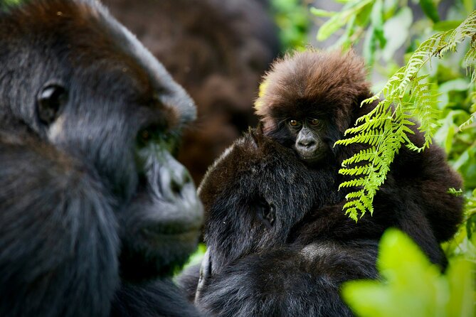 3-Day Private Guided Gorilla Trekking In Uganda - The Batwa visit adds a needed second story