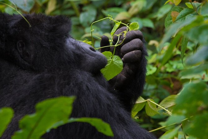 3-Day Private Guided Gorilla Trekking In Uganda - What the strong feedback tells me
