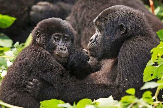 3-Day Private Guided Gorilla Trekking In Uganda - Day 1: The road to Bwindi