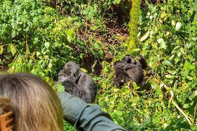 3-Day Private Guided Gorilla Trekking Uganda and Batwa Experience - What the gorilla day really involves