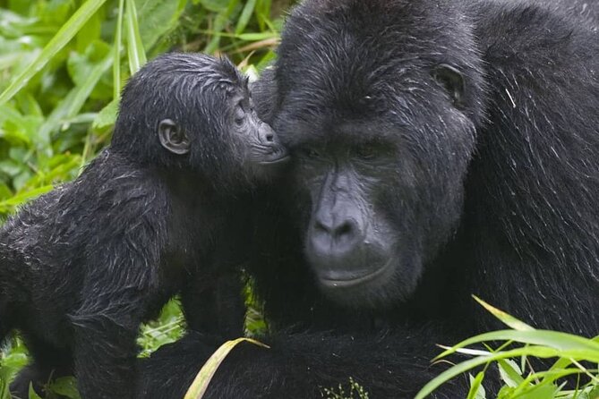 3-Day Private Guided Gorilla Trekking Uganda and Batwa Experience - The long return to Kampala or Entebbe
