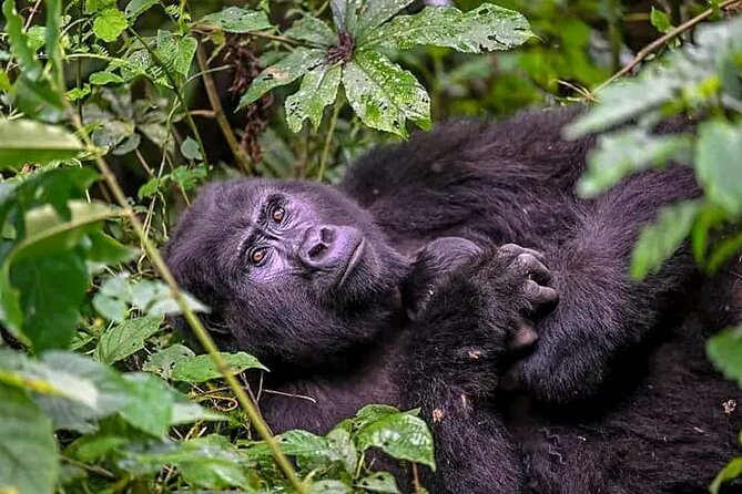 3-Day Private Guided Gorilla Trekking Uganda and Batwa Experience - Should you book this gorilla trek?