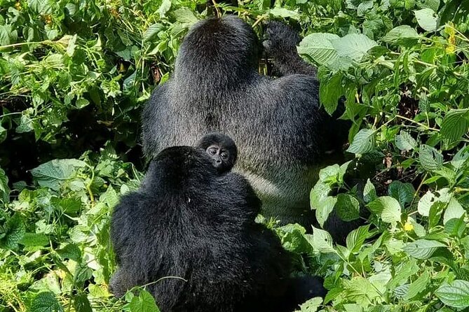 3-Day Private Guided Gorilla Trekking Uganda and Batwa Experience - Why the guide matters on a private trip