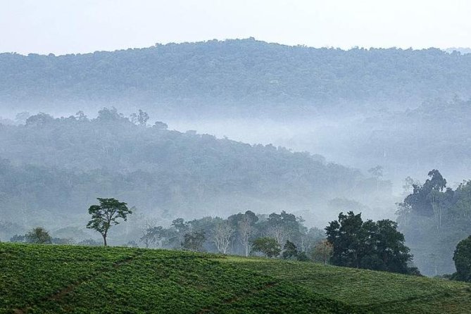 3-Day Tour to Uganda - Gorilla Trekking Bwindi Forest - Why this Uganda gorilla trip is worth considering