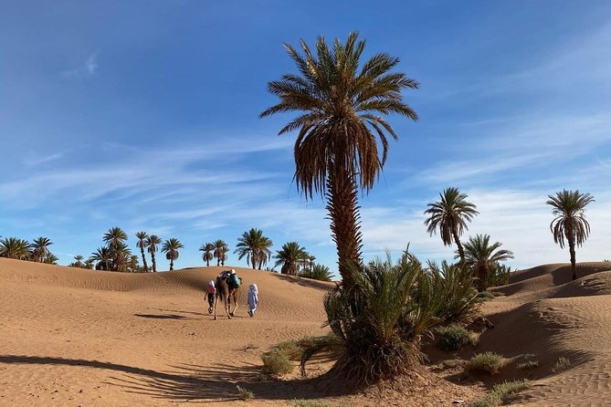 3-day trek - In the shade of palm trees - From M’Hamid’s palms to the open Sahara
