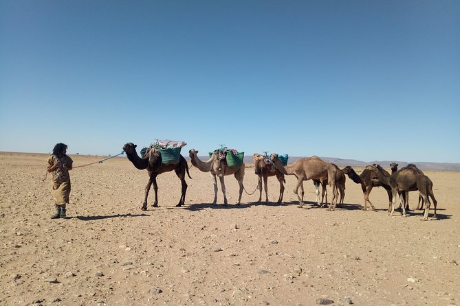 3-day trek - In the shade of palm trees - Night one beside Marabout Sidi Naji