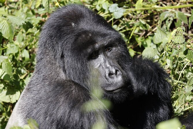 3 Day Uganda Gorilla Trekking and Batwa Pygmies Experience - What the $1,860 price really covers