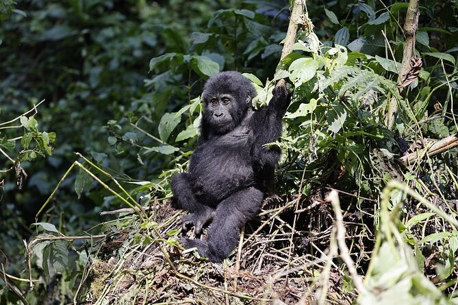 3 Day Uganda Gorilla Trekking and Batwa Pygmies Experience - Why the private format helps