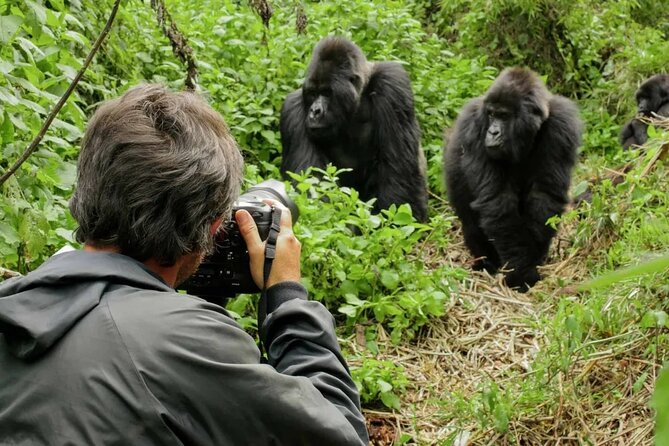 3 Day Uganda Gorilla Trekking and Batwa Pygmies Experience - What to pack and how to judge the physical demand