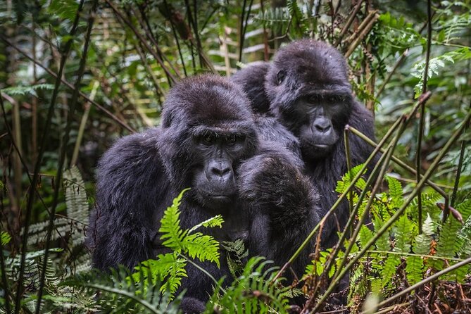 3-Day Uganda Gorilla Trekking Safari - Why this short Uganda safari works