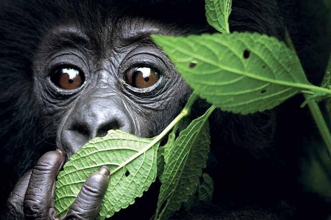 3-Day Uganda Gorilla Trekking Safari - What the $2,400 price covers