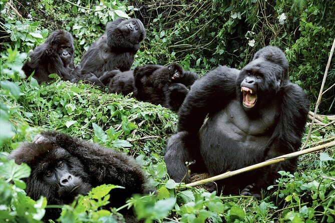 3-Day Uganda Gorilla Trekking Safari - Day three: back to Entebbe and the second Equator stop