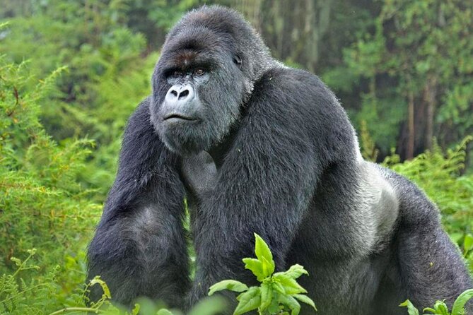 3-Day Uganda Gorilla Trekking Safari - Physical effort, timing, and group size