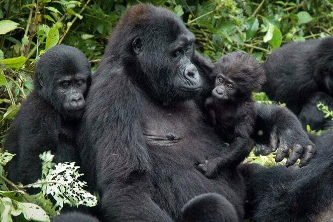 3-Day Uganda Gorilla Trekking Safari - Day one: Kampala to Bwindi by way of the Equator