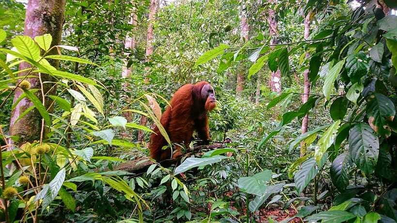 3 Days 2 Nights Orangutan Trek Bukit Lawang - What the $221 price includes