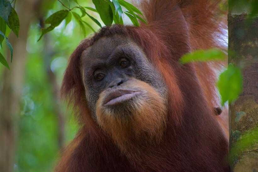3 Days 2 Nights Orangutan Trek Bukit Lawang - Should you book the Orangutan Trek?