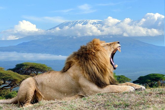 3 days Amboseli, Land of Kilimanjaro - Key Points Before You Book