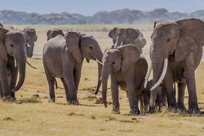 3 days Amboseli, Land of Kilimanjaro - What the $1,680 Price Covers
