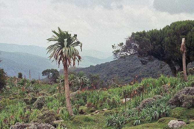 3 Days Bale Mountains Trekking - Key points to know before booking