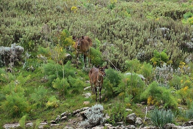 3 Days Bale Mountains Trekking - Why Bale Mountains deserves three days