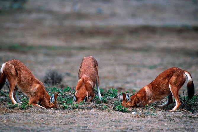 3 Days Bale Mountains Trekking - What the $410.26 price really covers