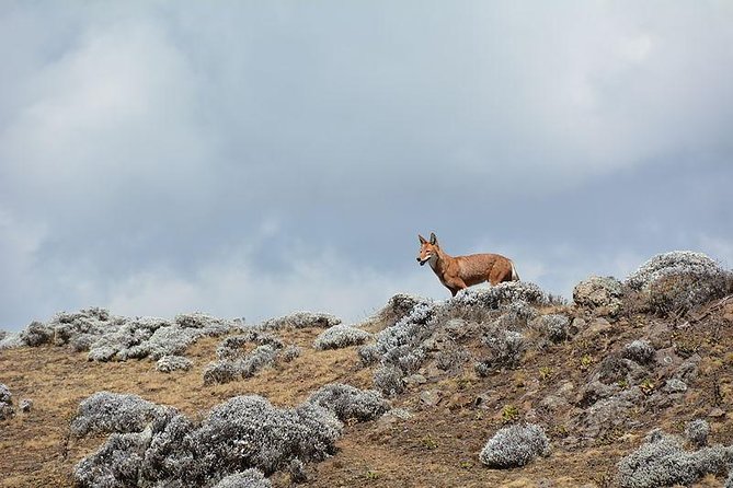 3 Days Bale Mountains Trekking - Guide quality and group size