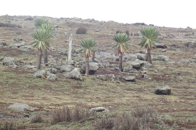 3 Days Bale Mountains trekking - The guide and private-tour experience