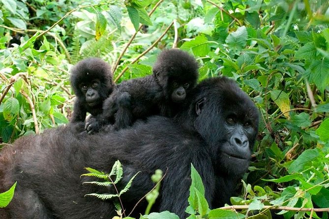 3 Days Bwindi Gorilla Trekking tour - The long road to Bwindi from Kampala