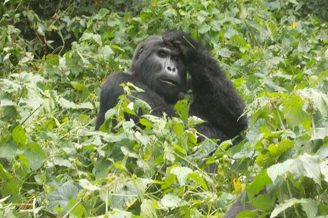 3 Days Bwindi Gorilla Trekking tour - Lake Bunyonyi and the cool hills