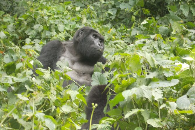 3 Days Bwindi Gorilla Trekking tour - Meals, lodging, and the private format